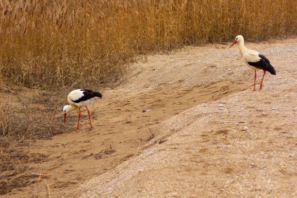 Couple of white storks on sand near bulrush