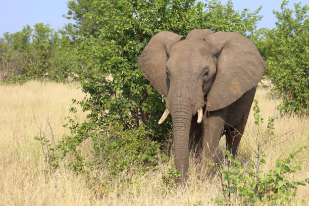 istock Afrikanischer Elefant / African elephant / Loxodonta africana 2200572851