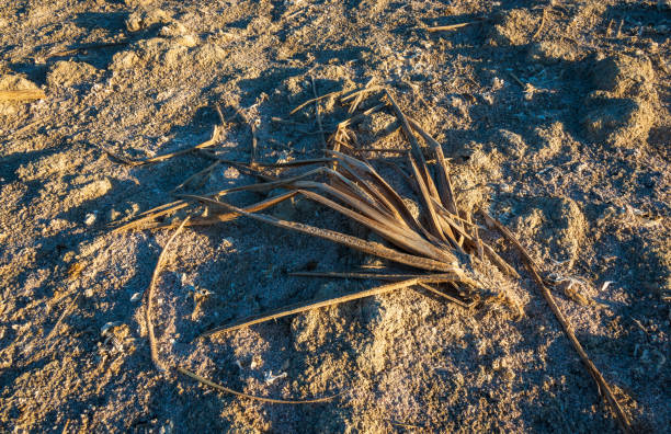 The Salton Sea in California