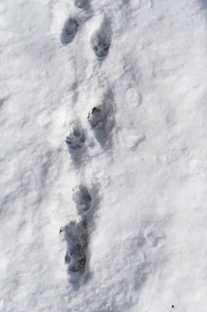 istock Animal Tracks in Snow 2200572945