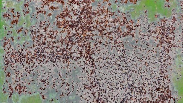 istock background texture pattern of old rusty iron wall with green paint 2200573019