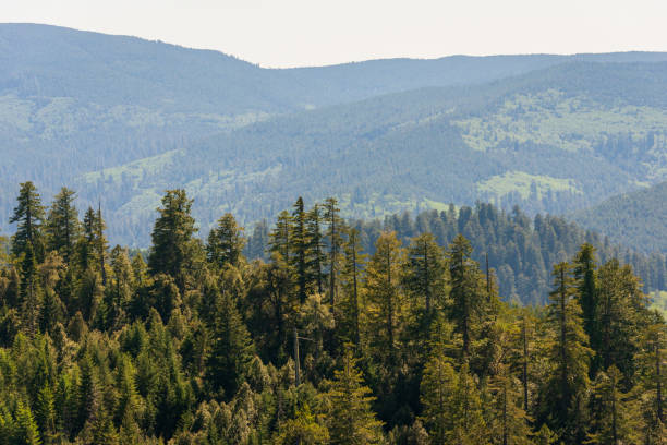 istock Forest Overlook at Redwood National Park 2200573370