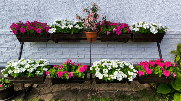 istock colorful blooming flowers in the pot 2200574599