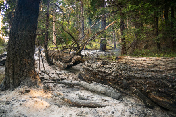 Sequoia National Park in the Sierra Nevada mountains