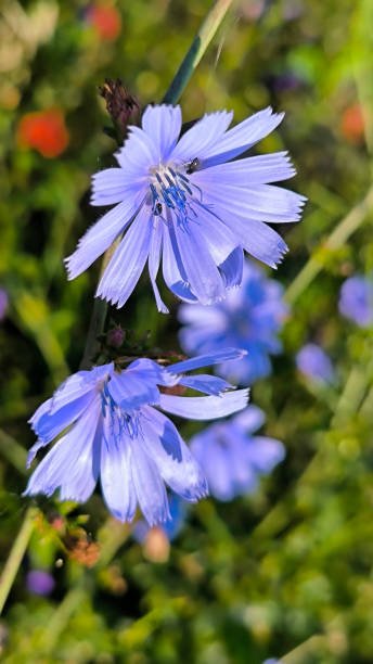 istock Endive Chicory, Cichorium endivia plant, in blue blossom 2200574741