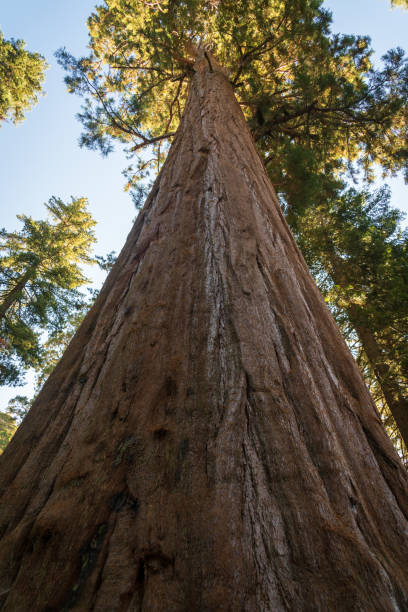 istock Trees in the Summer Sunlight, Sequoia National Park 2200574975