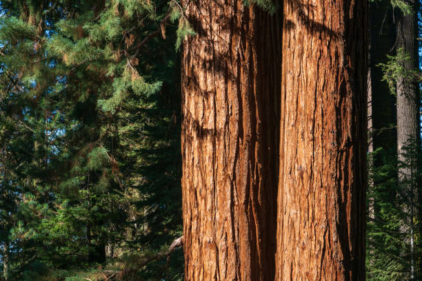 istock Trees in the Summer Sunlight, Sequoia National Park 2200574993