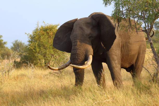 istock Afrikanischer Elefant / African elephant / Loxodonta africana 2200576256