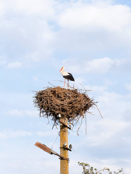 istock White Stork Standing on Nest atop a Metal Pole 2200578885