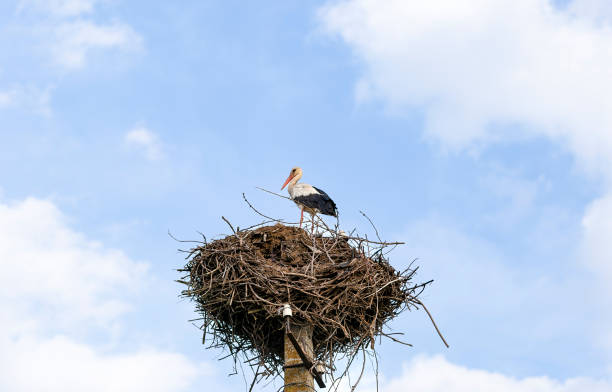 istock Stork Standing on a Nest Against Blue Sky 2200579117