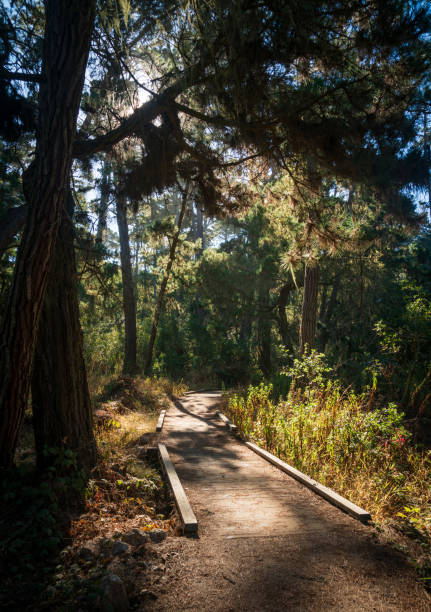 istock Trail at Point Lobos State Natural Reserve 2200579591