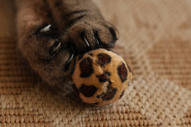 Portrait of a beautiful domestic cat in cozy home with ball. British shorthair cat.