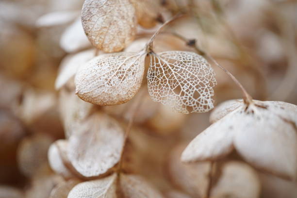 Hydrangea in dry form. Perforated dried hydrangea flowers.