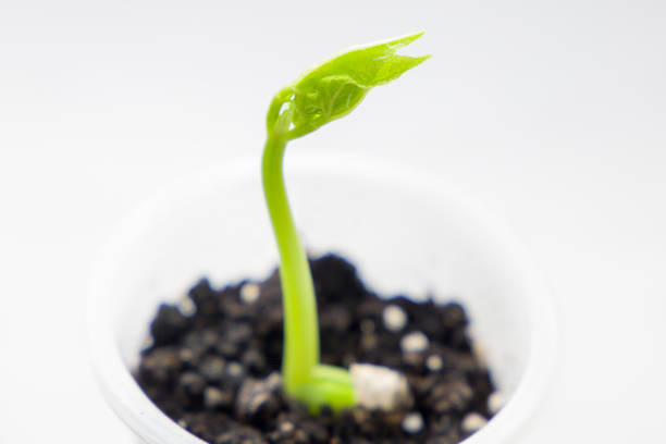 A sprouting bean plant with soil on a white background. The seed can be seen in the soil.A bean seed just beginning a sprout... against a green background.
