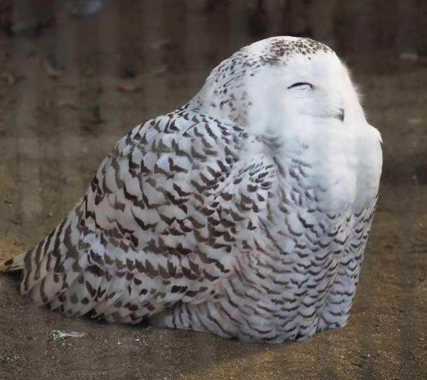 A beautiful snowy owl (Bubo scandiacus) sits on the ground with its eyes closed, appearing calm and content. Its white and brown-speckled feathers blend harmoniously, showcasing the bird’s natural camouflage. This Arctic species is known for its resilience in cold environments and striking plumage.