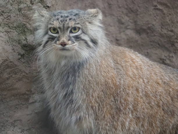 istock Pallas’s Cat Portrait 2200582977
