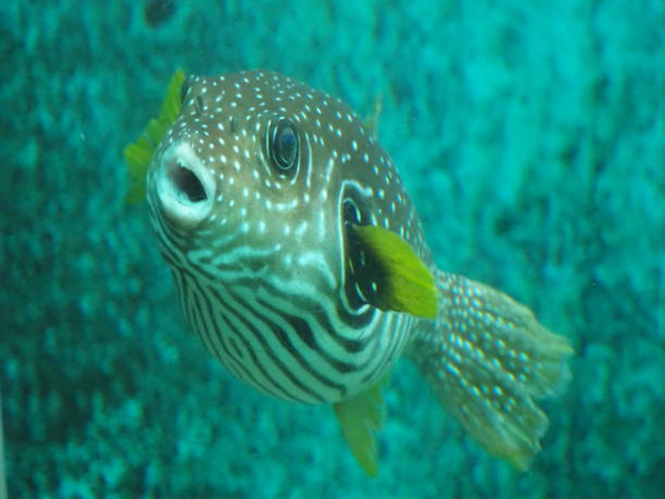 istock White-Spotted Pufferfish in Aquarium 2200584119