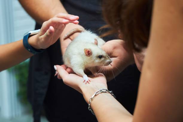 istock A rat in human hands. A domesticated pet 2200586296