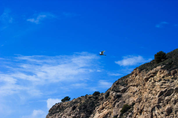 a small bird soars far in the open sky, spreading its wings and enjoying the flight