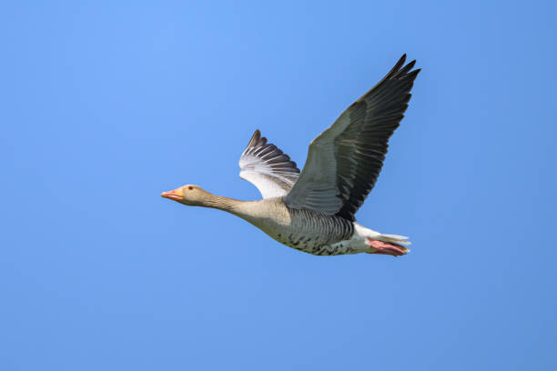 istock Greylag goose in flight on a sunny day in springtime 2200587927