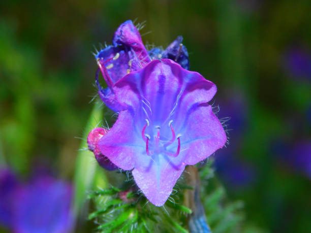 Vibrant purple flower with a bell-shaped blossom, displaying delicate, fused petals and prominent stamens. The petals appear slightly wrinkled with fine, hairy details along the edges. Set against a blurred green background, highlighting its natural habitat. The plant's stem features small bristles, adding texture to its foliage. Known scientifically as Echium plantagineum, it thrives in Mediterranean climates, often found in wild, open fields.