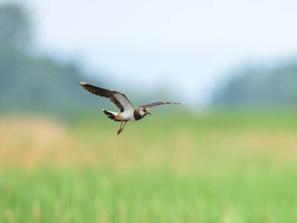 istock A Northern lapwing flying over a meadow 2200588289