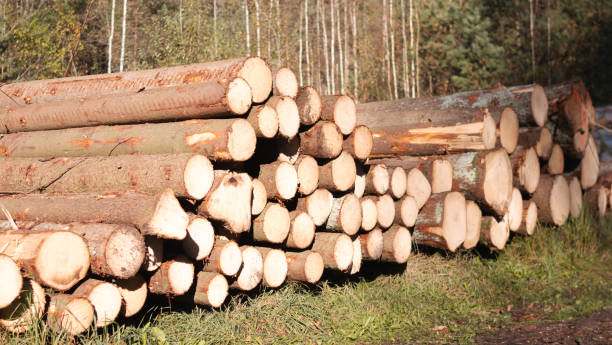 istock Stacked timber logs are arranged neatly within a beautiful forested environment 2200588470