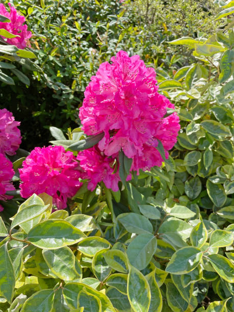 istock Rhododendron in bloom in the flower bed 2200590225