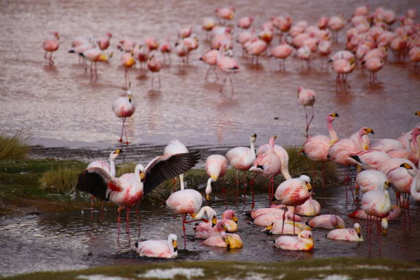 istock Pink colorful flamingos parked in a lake 2200590607