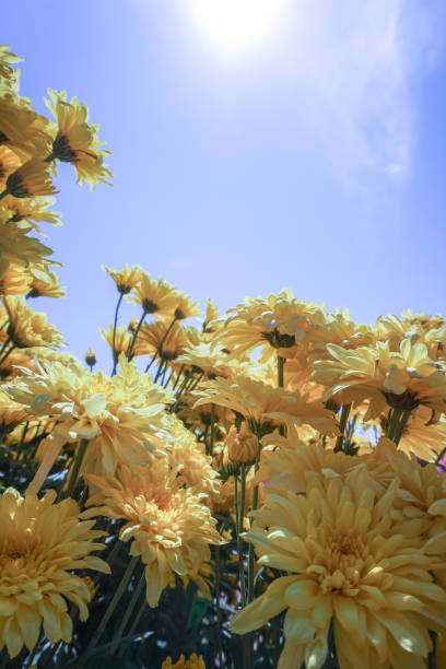 Chrysanthemum, formerly Dendranthemum Yellow blooming'Yellow fields of flowers to welcome winter
