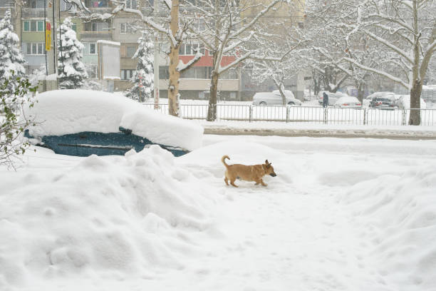 A small brown dog walks through deep snow in a city after a heavy winter storm, with a car buried under snowdrifts and snow-covered trees in the background.