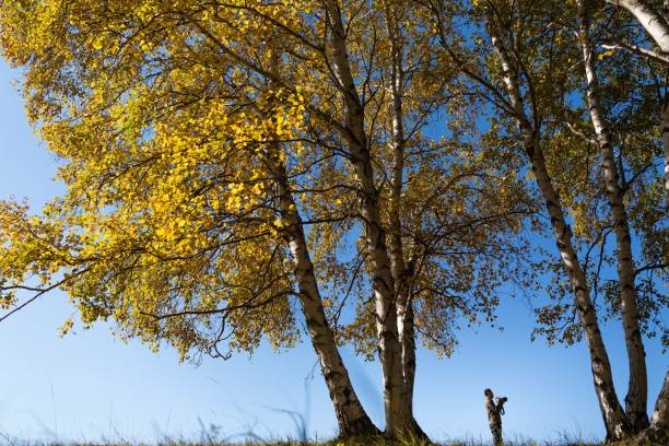 Photographer captures autumn trees under blue sky