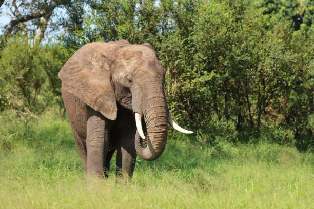 istock Afrikanischer Elefant / African elephant / Loxodonta africana 2200599334