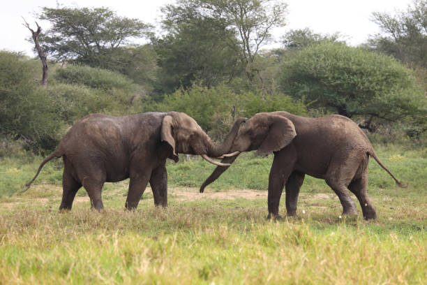 istock Afrikanischer Elefant / African elephant / Loxodonta africana 2200599674