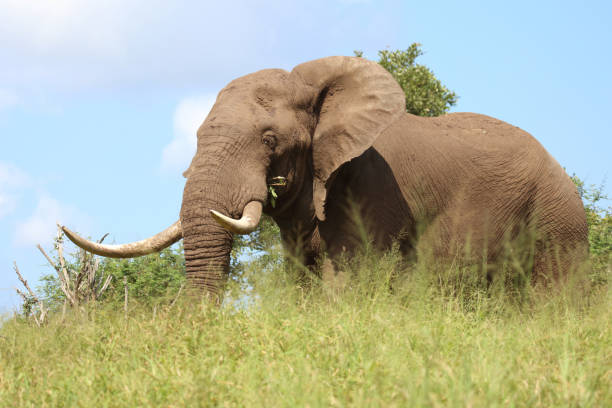 istock Afrikanischer Elefant / African elephant / Loxodonta africana 2200599687