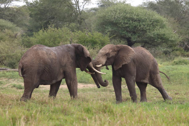 istock Afrikanischer Elefant / African elephant / Loxodonta africana 2200600459