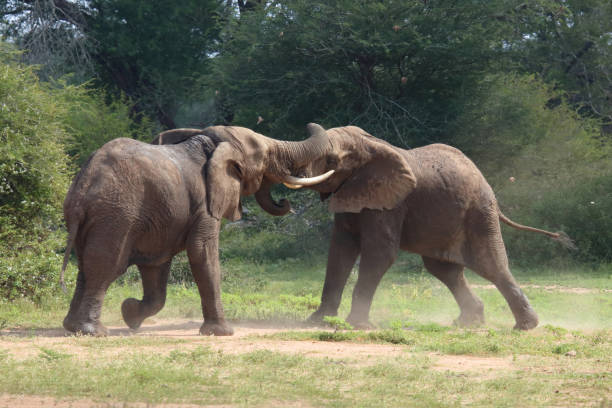 istock Afrikanischer Elefant / African elephant / Loxodonta africana 2200600731