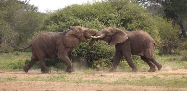 istock Afrikanischer Elefant / African elephant / Loxodonta africana 2200600734