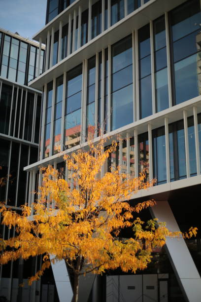 istock Modern glass building with autumn tree in foreground 2200601015