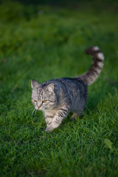 istock gray tabby forest cat in natural habitat in green grass 2200601054