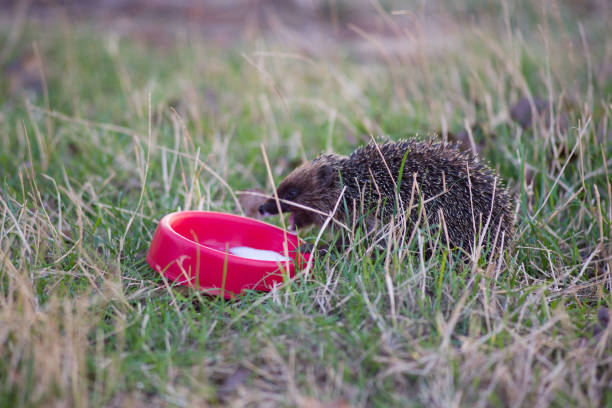 wild hedgehog drinks milk from a bowl on a background of green grass.