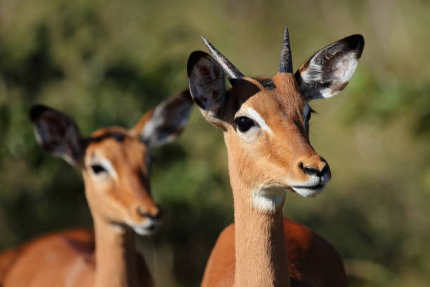 istock Schwarzfersenantilope / Impala / Aepyceros melampus 2200601374