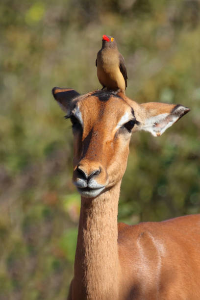 istock Schwarzfersenantilope und Rotschnabel-Madenhacker / Impala and Red-billed oxpecker / Aepyceros melampus et Buphagus erythrorhynchus 2200601437