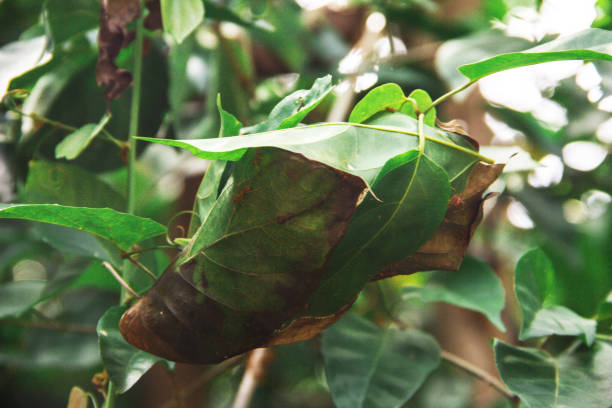 istock Red ants build nests in trees. 2200601439