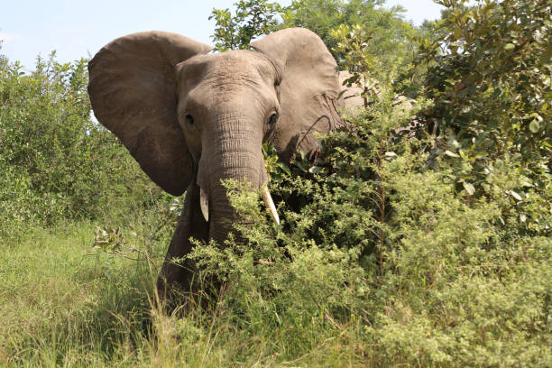 istock Afrikanischer Elefant / African elephant / Loxodonta africana 2200601936