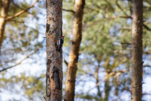 Middle spotted woodpecker (Dendrocoptes medius) sitting on the pine tree