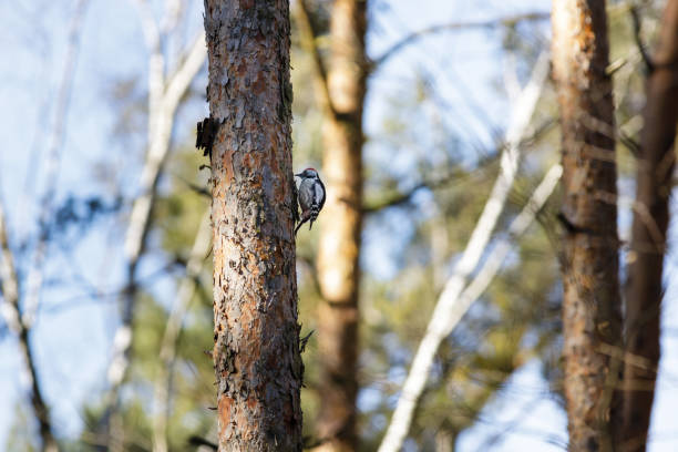 Middle spotted woodpecker (Dendrocoptes medius) sitting on the pine tree
