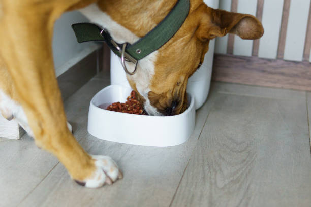 istock Close-Up of Mixed Breed Dog Eating from Automatic Feeder with Red Kibble 2200603091