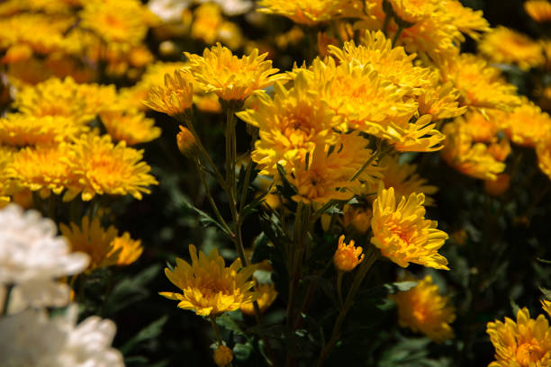 istock Chrysanthemum, formerly Dendranthemum Yellow blooming 2200605992