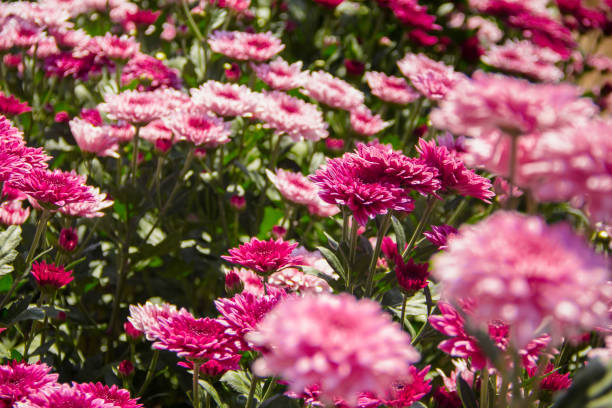 istock Chrysanthemum, formerly Dendranthemum pink blooming 2200606855